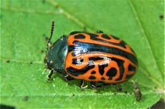 Calligrapha mexicana
