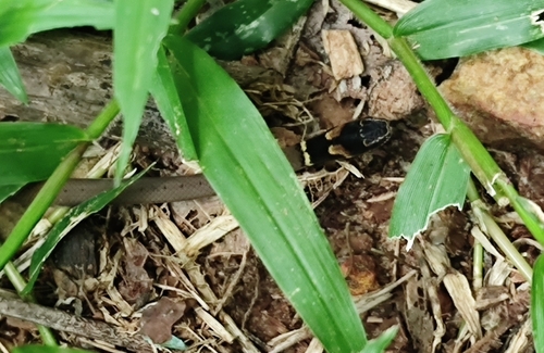 Black-headed snake