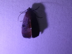 Galgula