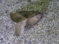 Ogdoconta