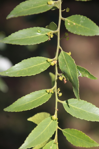 Image of Maytenus peduncularis by no rights reserved