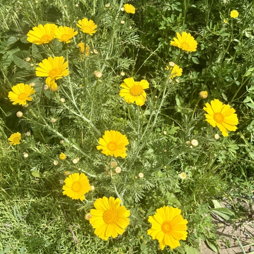 iNaturalist observation photo of Garland Daisy