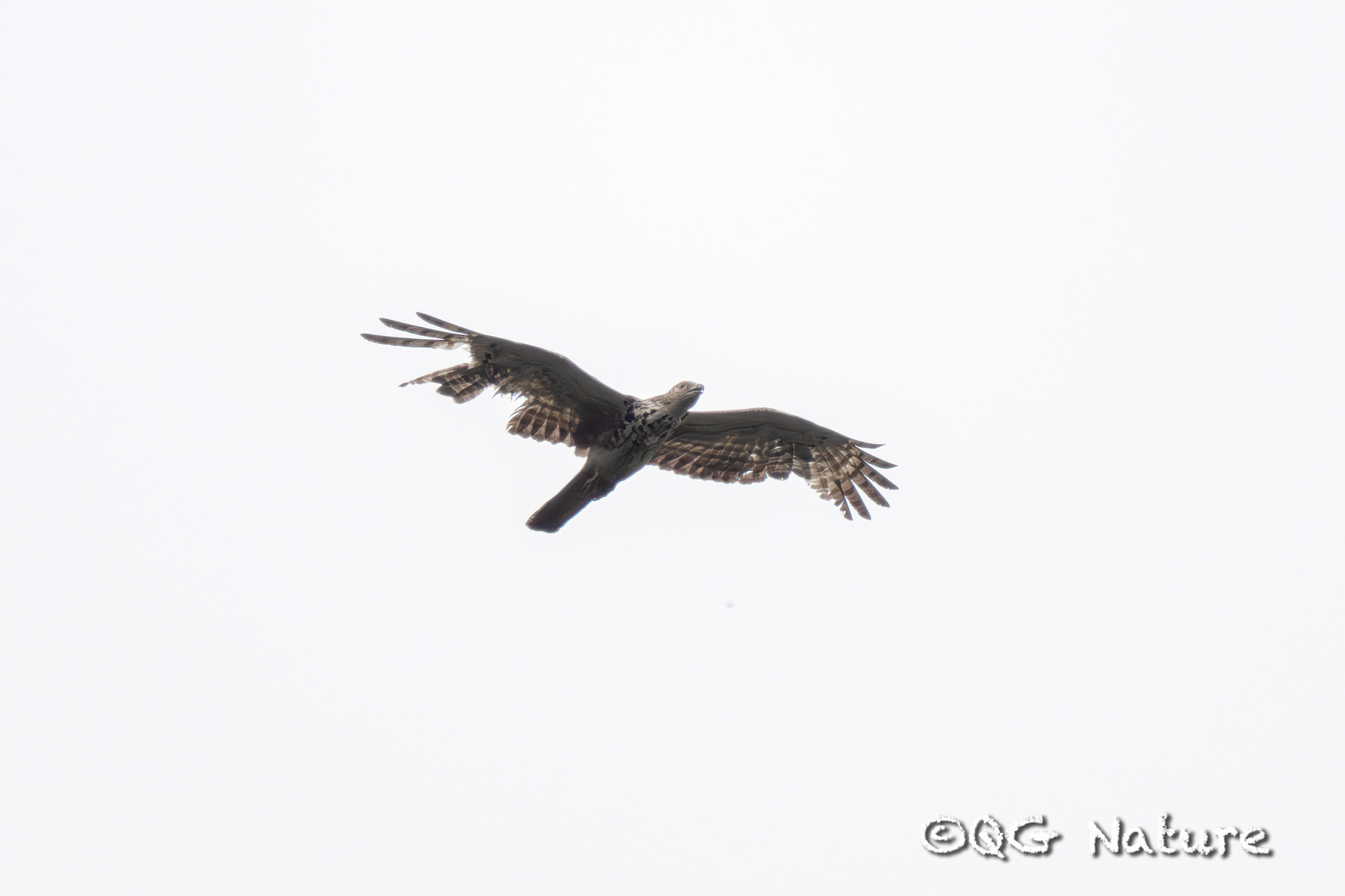 Crested Honey Buzzard