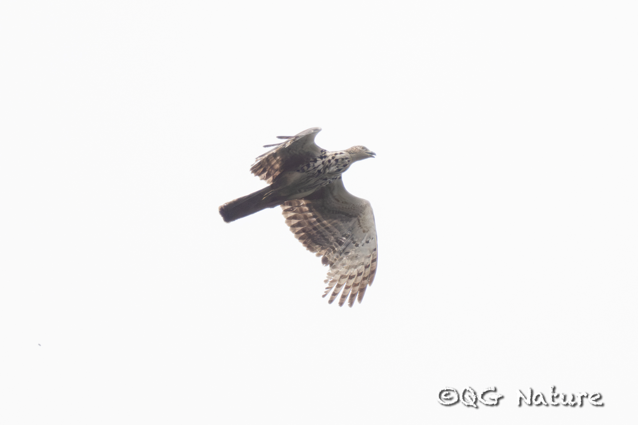 Crested Honey Buzzard