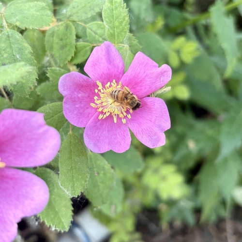 iNaturalist observation photo of Western Honey Bee