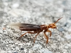 Lasius murphyi