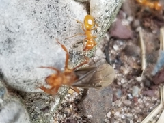Lasius murphyi