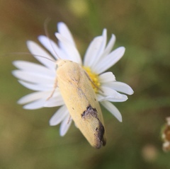 Ponometia tortricina