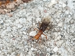 Lasius murphyi