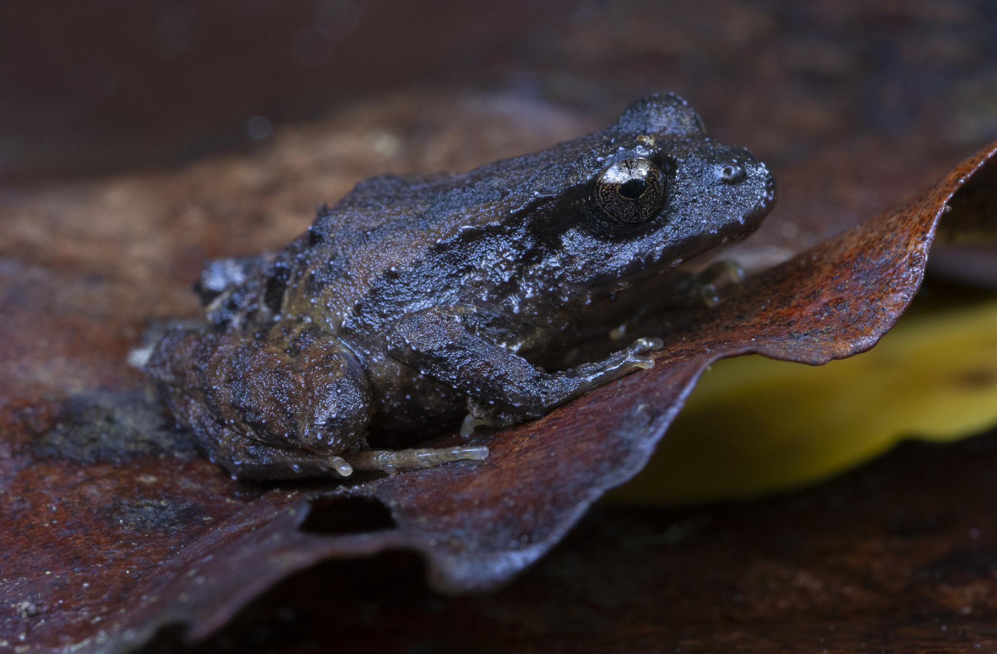 Eupsophus roseus (Duméril & Bibron, 1841)