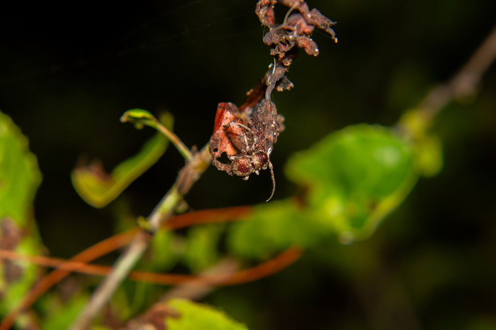 Microcleptes aranea