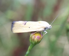 Ponometia tortricina