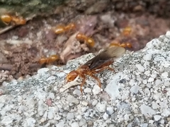 Lasius murphyi