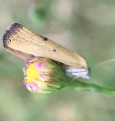 Ponometia tortricina