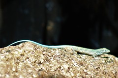 Aspidoscelis uniparens