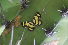 Baeotis zonata zonata