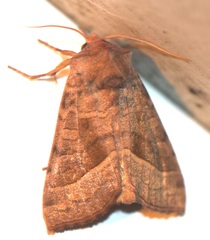 Hydraecia immanis