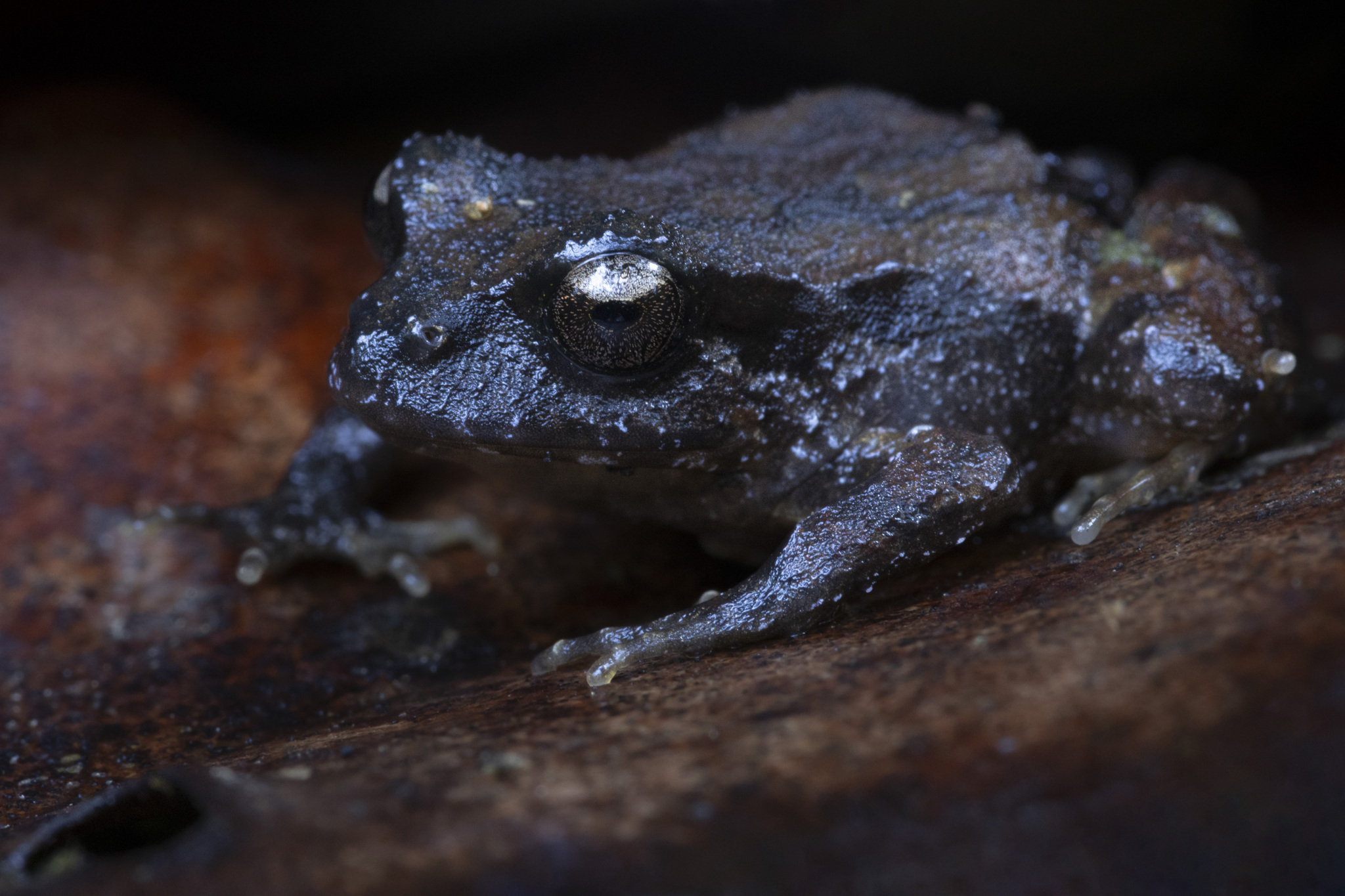 Eupsophus roseus (Duméril & Bibron, 1841)