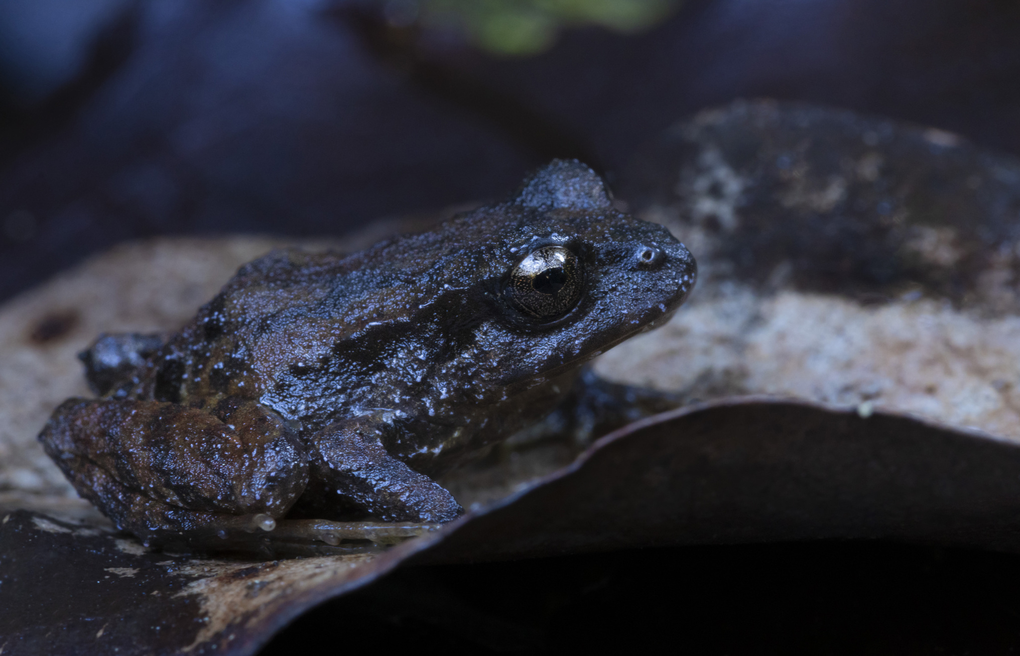 Eupsophus roseus (Duméril & Bibron, 1841)