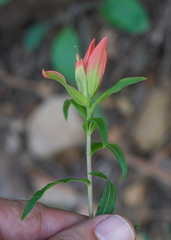 Castilleja nelsonii