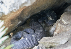 Crotalus cerberus