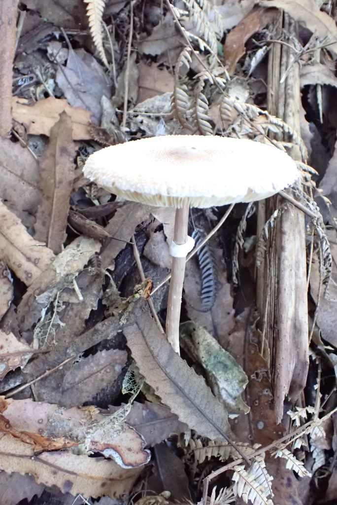 Macrolepiota clelandii · May 2025 · photo: © claire_grace83 (iNaturalist, cc-by)