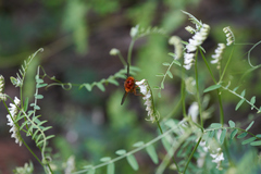 Vicia pulchella