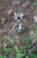 Monarda citriodora austromontana