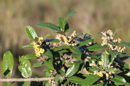 Pambati Tree (Anastrabe integerrima)
