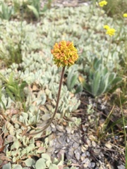 Eriogonum diclinum