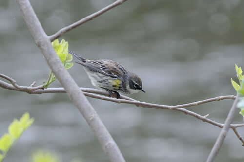 Myrtle Warbler photographed in Michigan