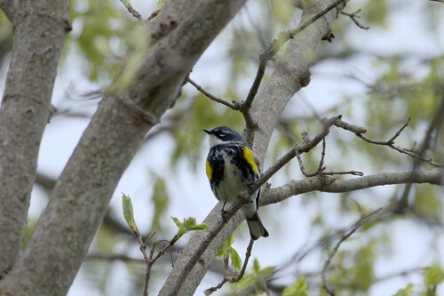 Myrtle Warbler photographed in Michigan