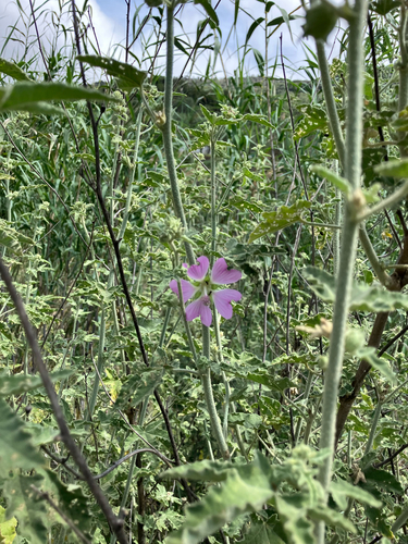 Alcea setosa, photograph 4