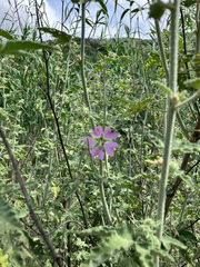 Alcea setosa, photograph (c) Andre Hosper, some rights reserved (CC BY)