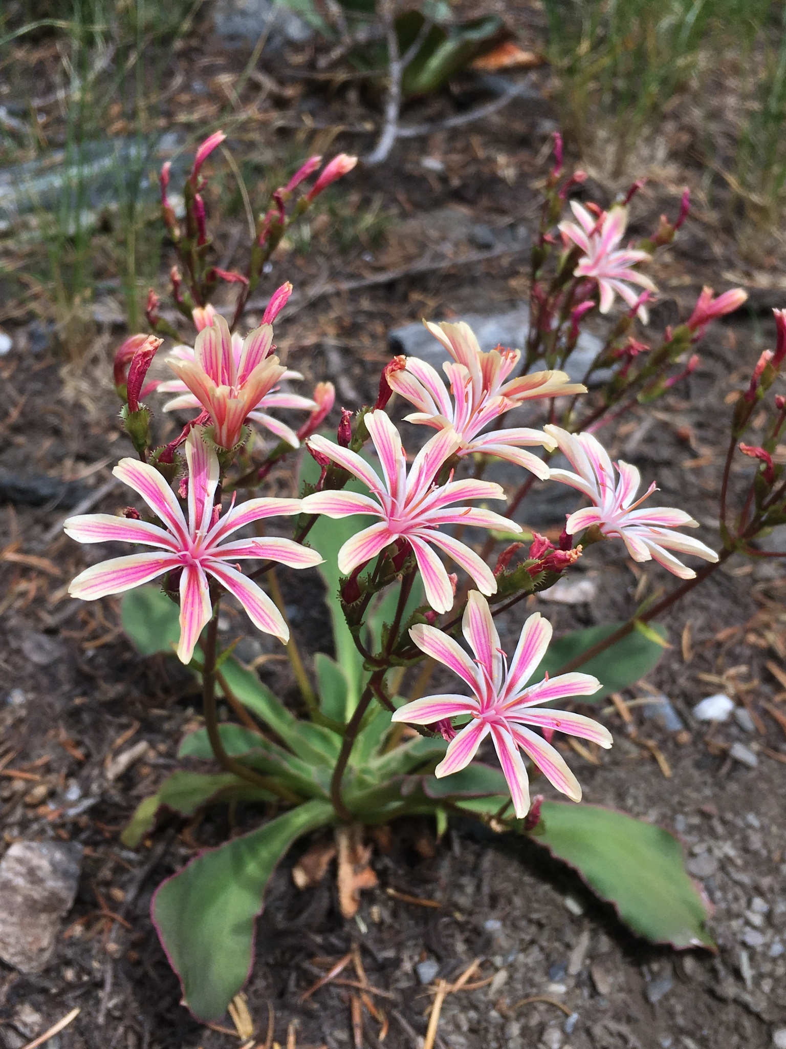Lewisia cotyledon var. howellii