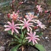 Howell's Lewisia - Photo (c) Matt Berger, some rights reserved (CC BY), uploaded by Matt Berger
