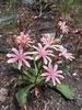 Howell's Lewisia - Photo (c) Matt Berger, some rights reserved (CC BY), uploaded by Matt Berger