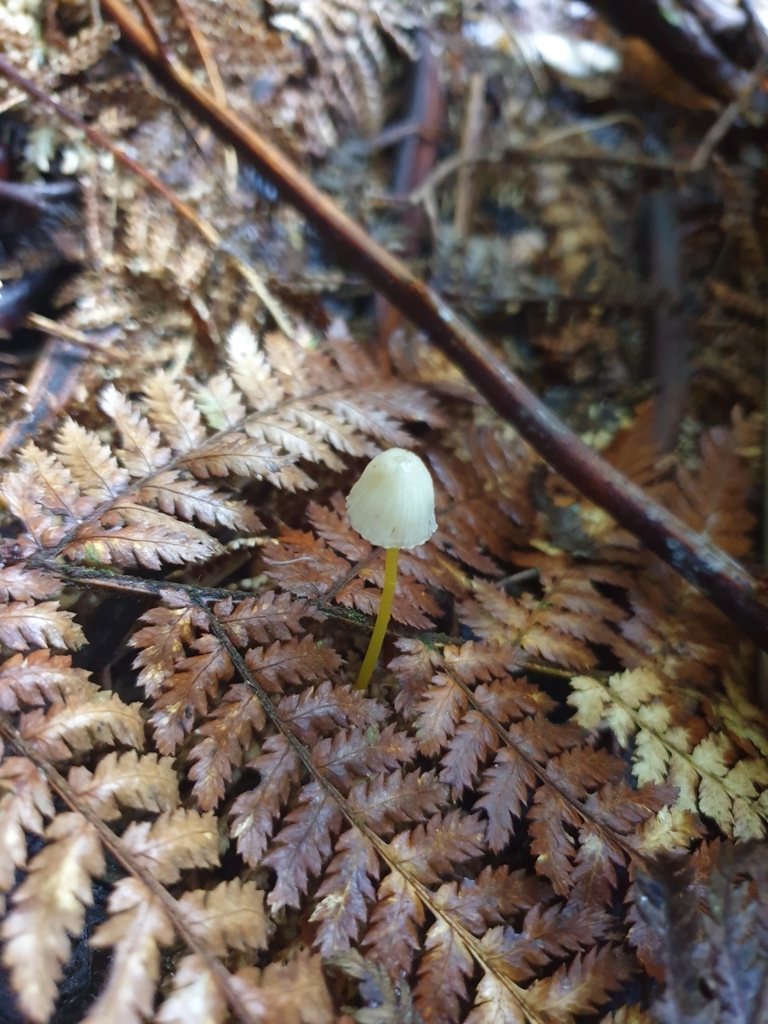 Mycena subviscosa · May 2025 · photo: © samlasham (iNaturalist, cc0)