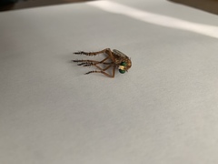 Diogmites angustipennis