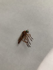 Diogmites angustipennis