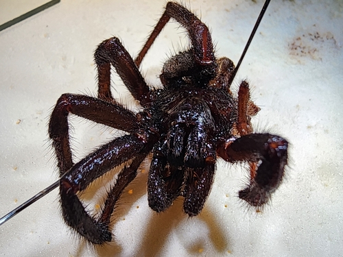 Cantuaria johnsi