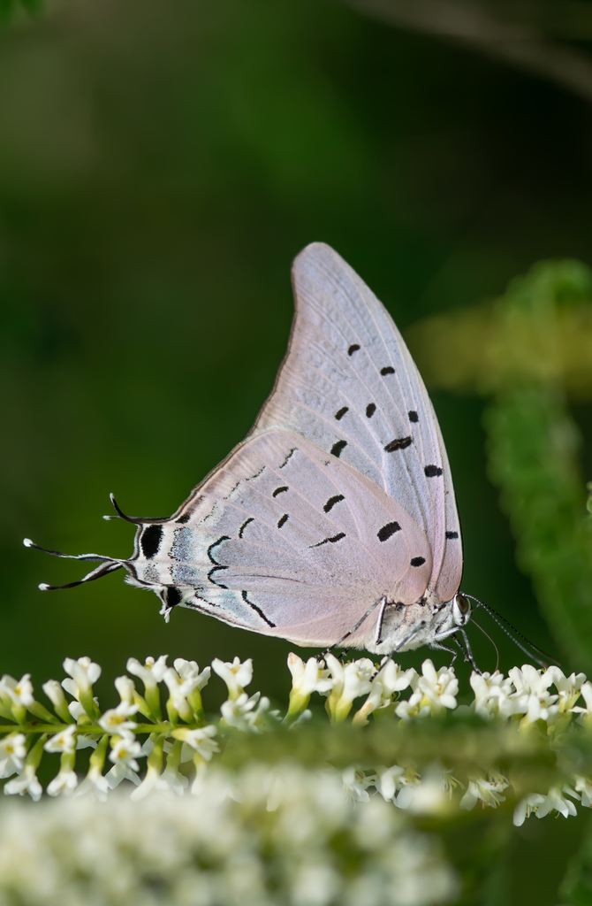 Sky-blue Hairstreak
