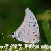 Sky-blue Hairstreak - Photo (c) MiguelOlivas, some rights reserved (CC BY-NC), uploaded by MiguelOlivas