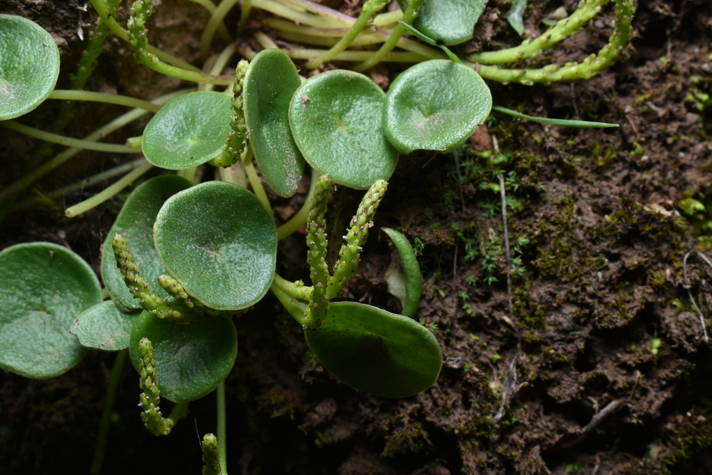 Tanaman Radiator radiator plants from Cuzco, Perú on January 15, 2022 at 11:11 AM by ...