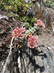 Sedum laxum