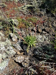 Dudleya cultrata