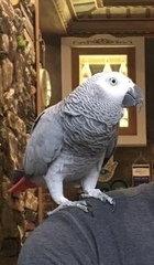 Psittacus erithacus erithacus