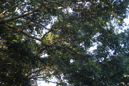 Image of Harpephyllum afrum by no rights reserved