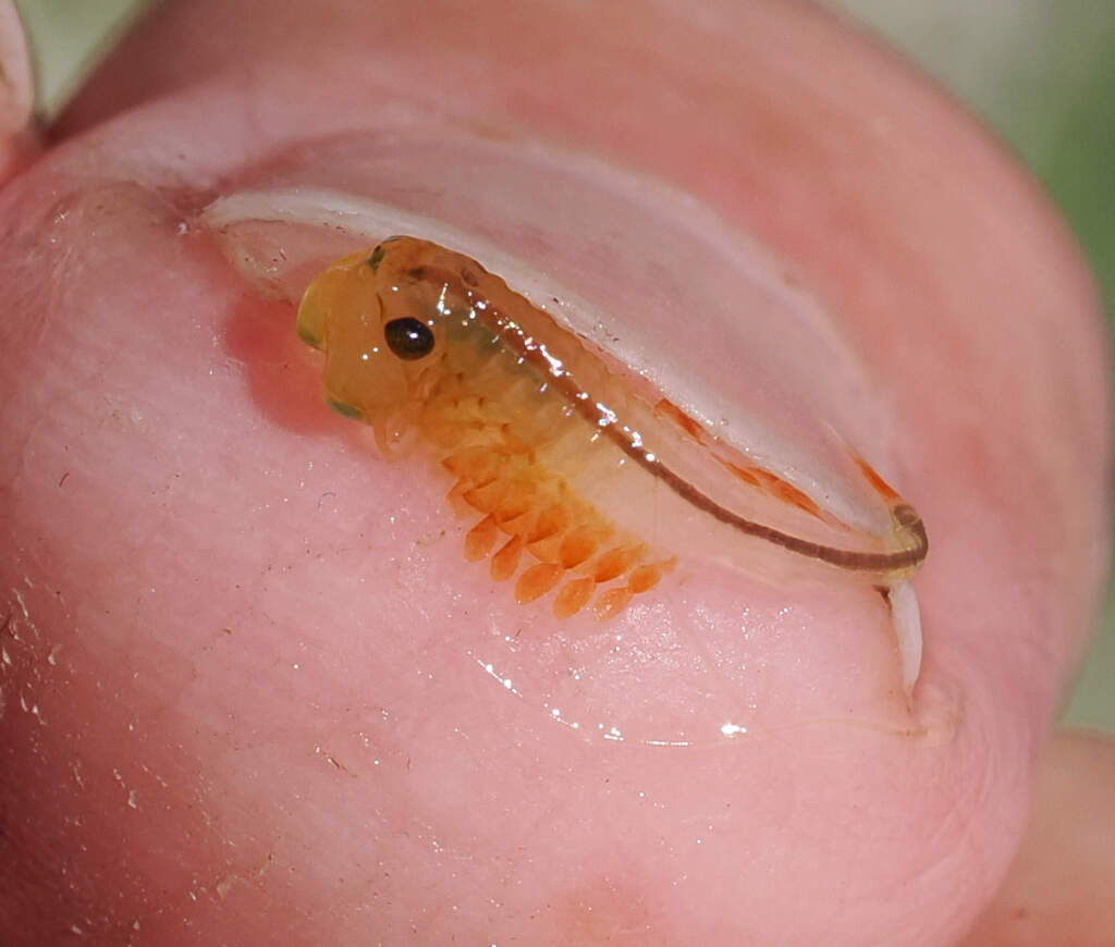 Eubranchipus hesperius
