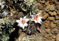 Mammillaria hutchisoniana louisae